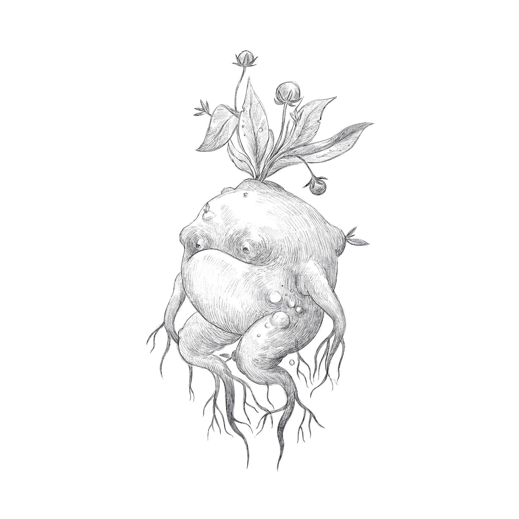 Art Print : Mandrake / Fine Art / Print / Original - Etsy