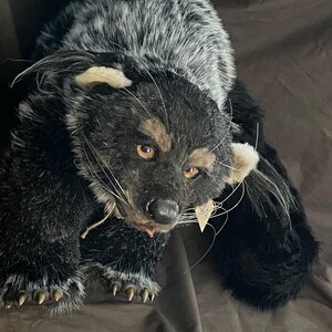 May include: A plush, handmade black and gray animal figure with detailed features. The figure has a long body, a detailed face with whiskers, and visible claws. The fur is a mix of black and gray, with tan accents around the eyes and ears.