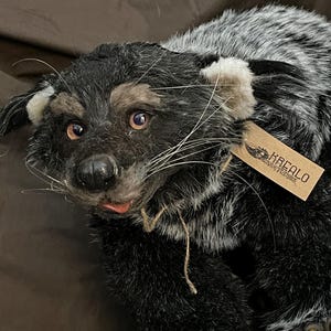 May include: A plush, lifelike badger toy with black, gray, and tan fur. The toy has a detailed face with pink eyes, a black nose, and long white whiskers. A small tag is attached to the toy.
