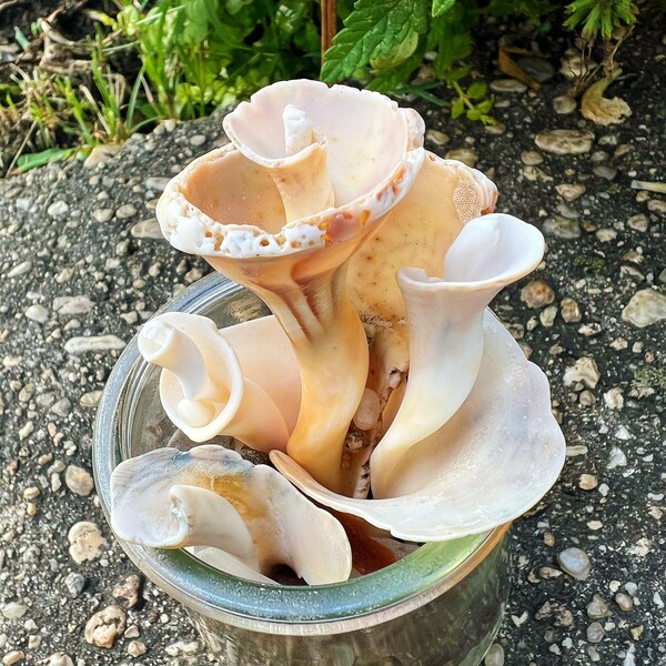 Seashell Bouquet - Seashells in a Jar - Swirly Shells - Sea Glass in a Jar - Whelk Shells - Seashell Bookshelf Decor - Altar Decor