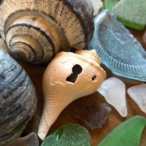 May include: A collection of seashells and sea glass on a wooden surface. The shells are a variety of colors and shapes, including a large white shell with holes and a smaller gray shell with a spiral pattern. The sea glass is a variety of colors, including green, blue, and clear.