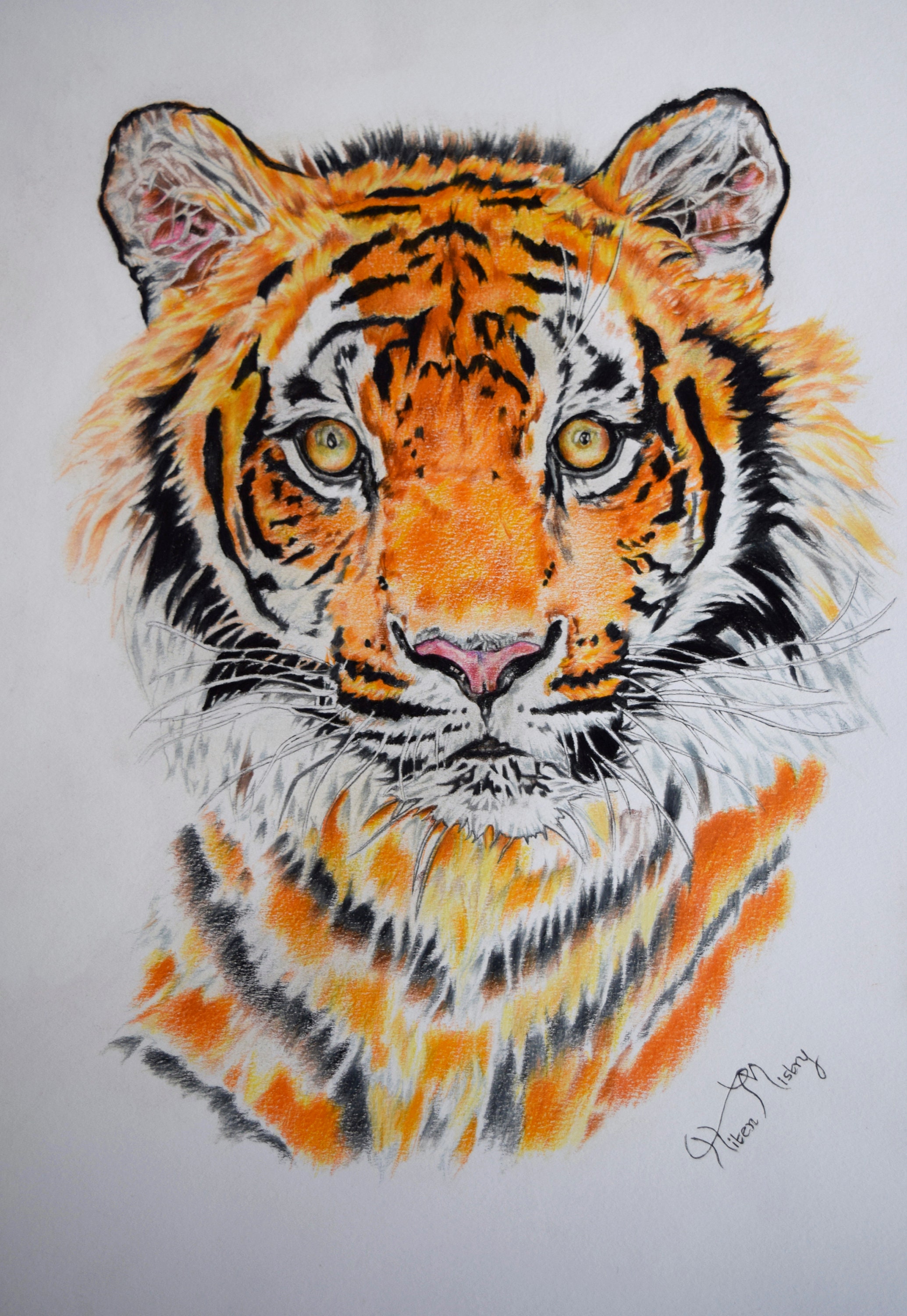 cool colored tiger drawings