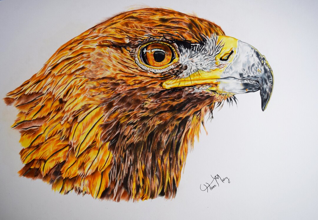 Golden Eagle Original Art Hand Drawn Golden Eagle Original Etsy