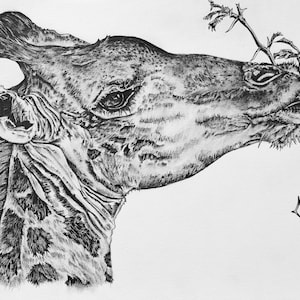 Original Giraffe Pencil Drawing: African Wildlife Art, Signed A4 Illustration