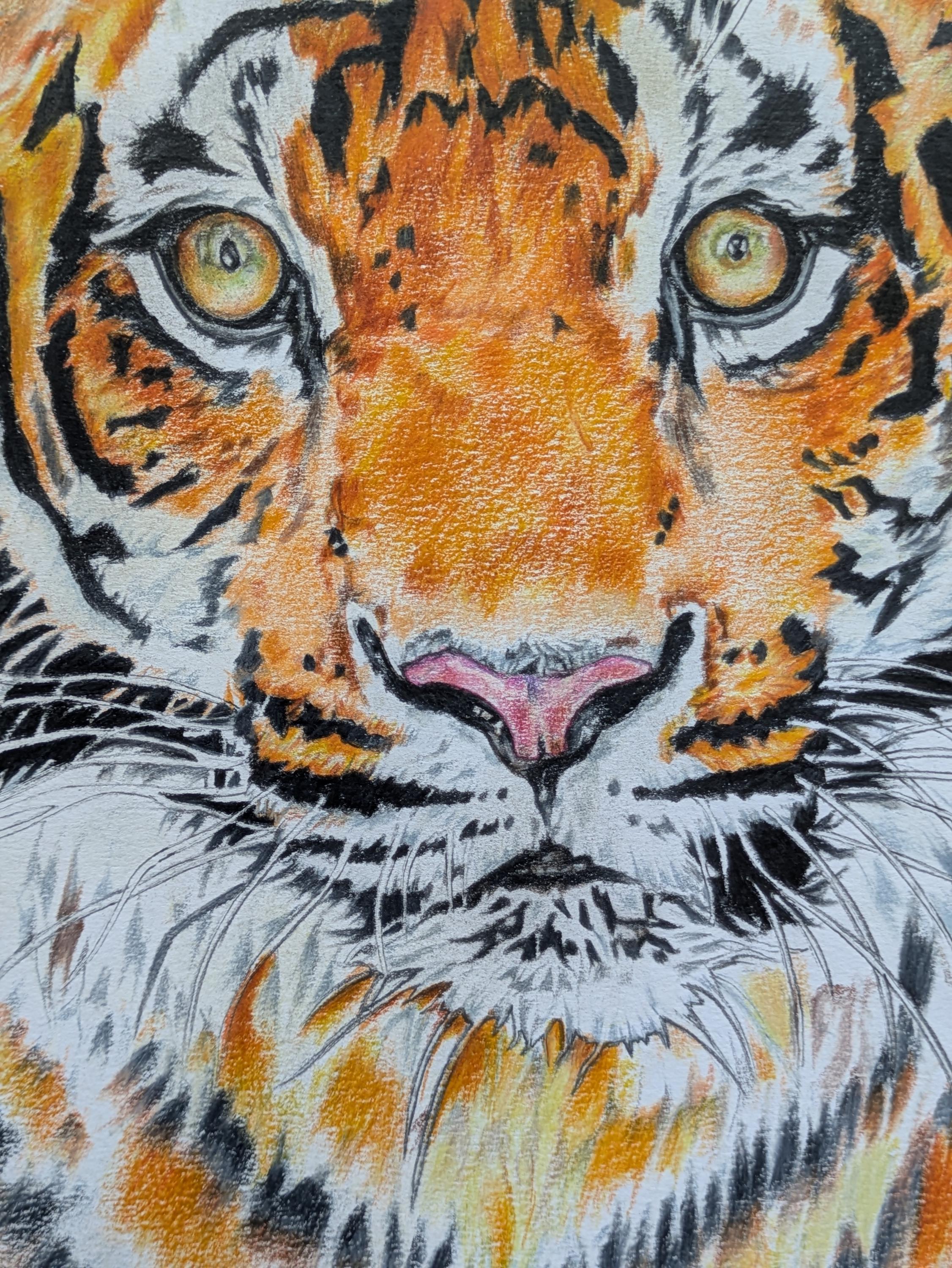 Original Tiger Portrait: Colored Pencil Wildlife Art (16.5x11.7