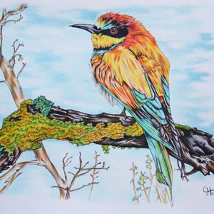 Bee-Eater Bird Drawing: Original Colored Pencil Wildlife Art, Unframed A3