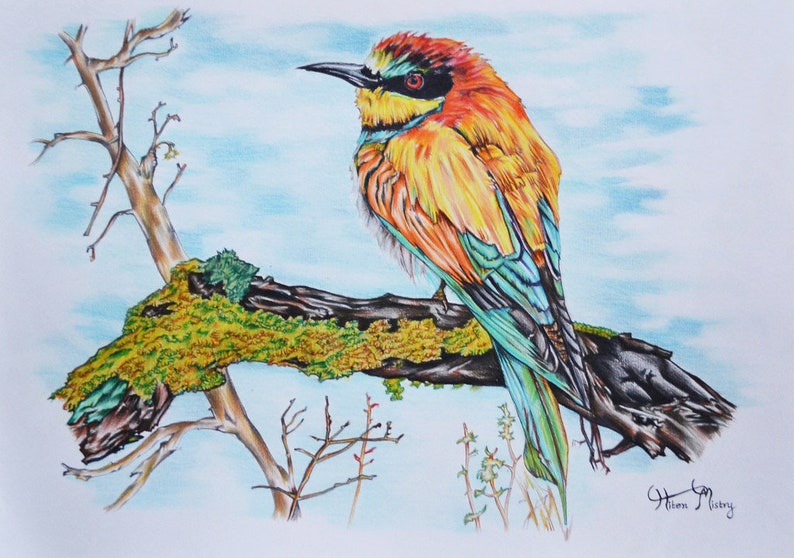 Original bee eater bird art Colored pencil drawing on paper 11.7