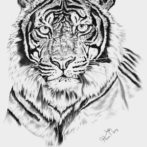 虎の鉛筆画 松田 辰也 | 虎 鉛筆色鉛筆画 A2サイズ Tiger Pencil drawing A2
