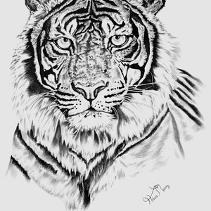 虎の絵、オリジナルの色鉛筆アートワーク、野生動物アート、手描き、11