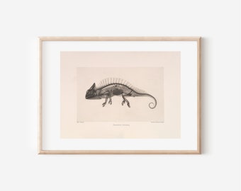Vintage chameleon X-ray print | digital download | antique eclectic art, neutral unique art, vintage art, large wall art, statement art