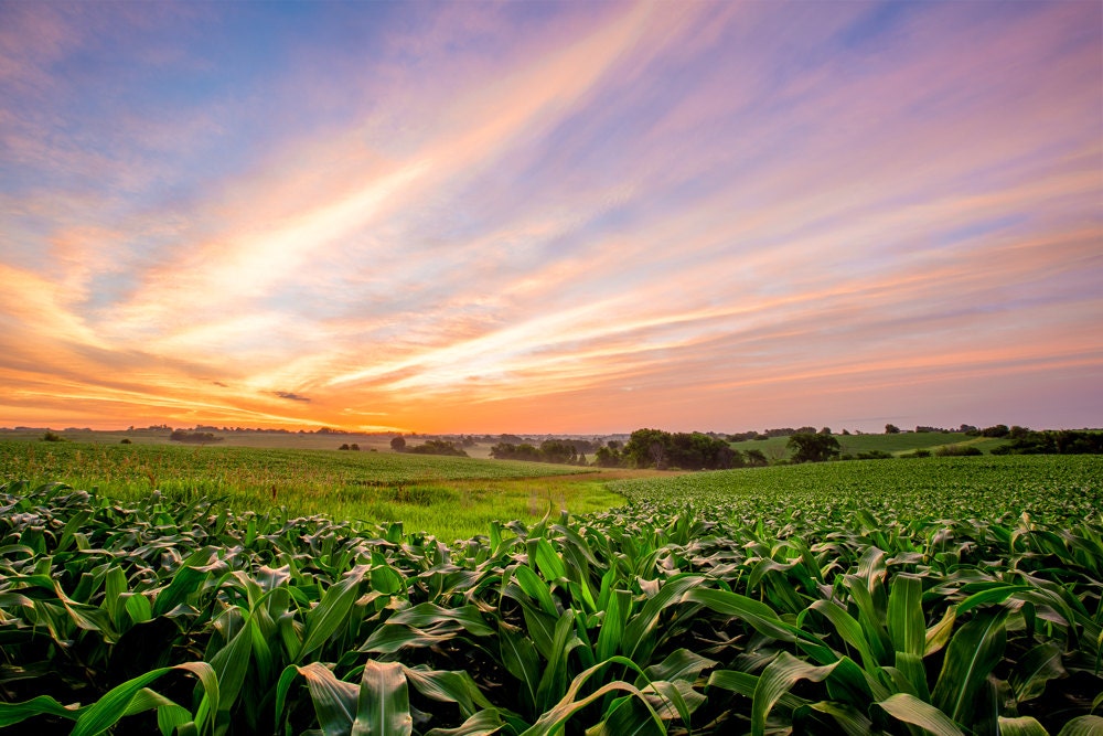 Iowa Cornfield Landscape Photography Sunrise Photo Farming Canvas Print