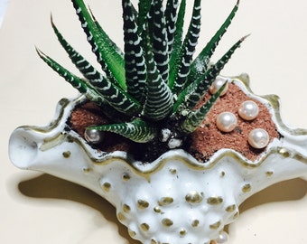 Zebra plant ,Haworthia fasciata, cactus indoor plant with seashell planter,conch ceramic seashell planter with indoor terrarium gifts