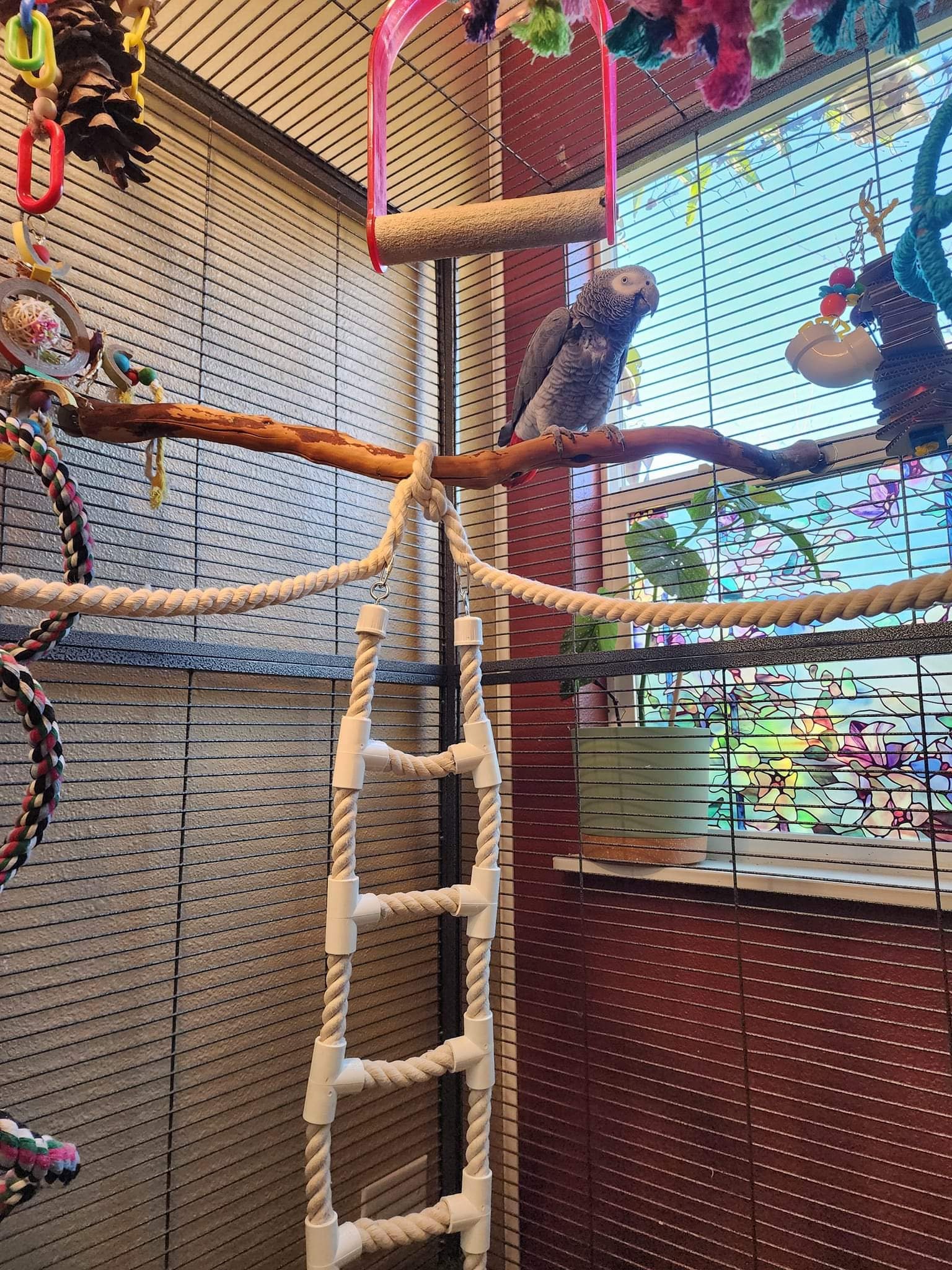 Beautiful view of Parrot Cage Mobility Upgrade