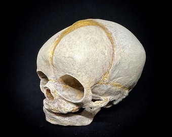 ネアンデルタール人の頭蓋骨のレプリカ - Etsy 日本