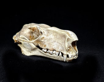 巨大な金冠オオコウモリの頭蓋骨のレプリカ（博物館品質） - Etsy 日本