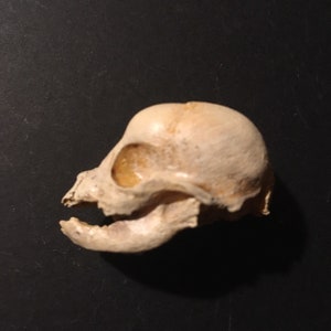 Fetaler Hundeschädel Replik