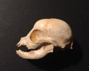 Fetal canine skull replica