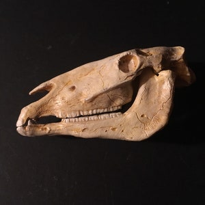 Horse skull replica 1/6 scale model