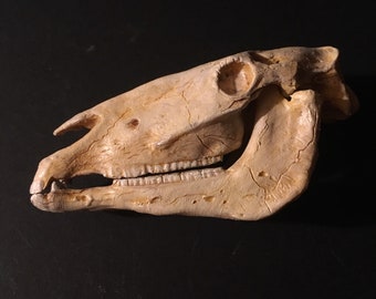 Horse skull replica 1/6 scale model