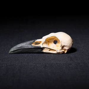 crow skull replica
