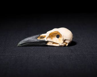 crow skull replica