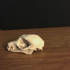 Zwerg Fledermaus Schädel Replik