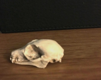 Dwarf bat skull replica