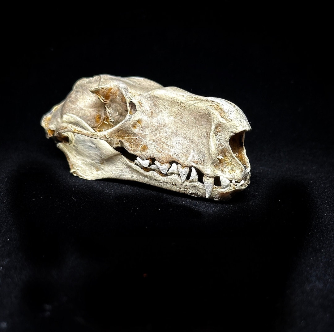 Hammerhead Bat Skull Replica - Etsy
