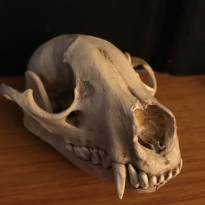 Raccoon skull replica