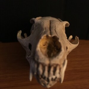 Grey fox skull replica image 5