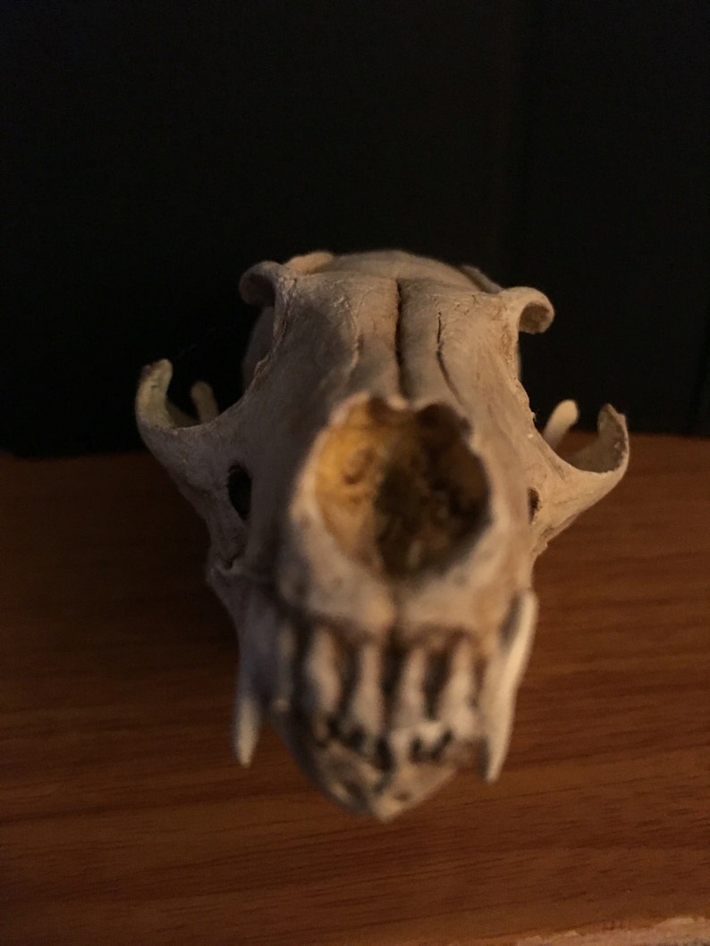 Grey fox skull replica image 5