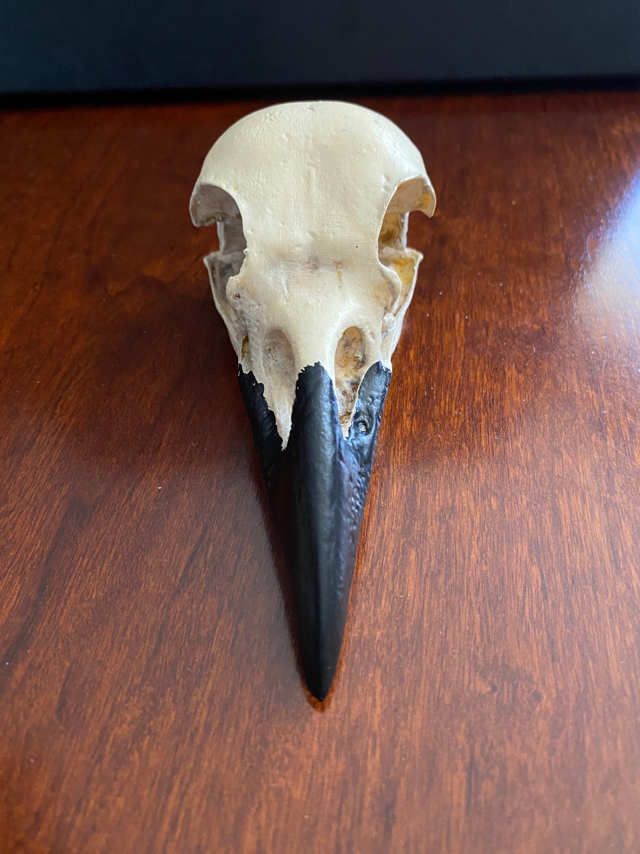 Raven Skull Replica - Etsy