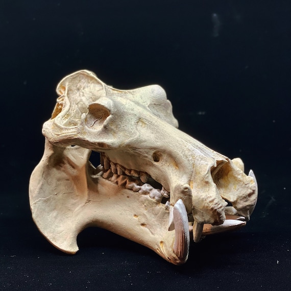 高品質！アルパカ 頭骨 ☆即納☆ 高品質！アルパカ（alpaca）全身骨格標本 - 頭骨・骨格標本