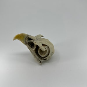 May include: A close-up of a bird skull with a yellow beak. The skull is white and has a detailed bone structure.