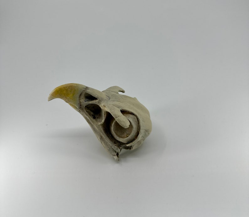 May include: A close-up of a bird skull with a yellow beak. The skull is white and has a detailed bone structure.