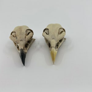 May include: Two bird skulls, one with a black beak and the other with a light brown beak, are shown against a white background.