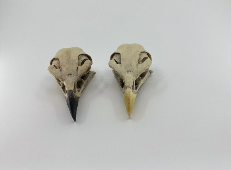 May include: Two bird skulls, one with a black beak and the other with a light brown beak, are shown against a white background.
