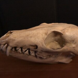 Grey fox skull replica image 2