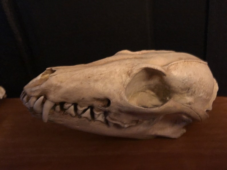 Grey fox skull replica image 2