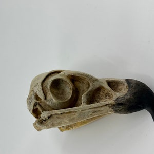 Golden eagle skull replica