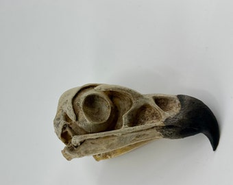 Golden eagle skull replica