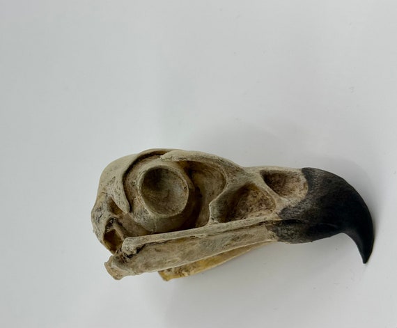 Golden eagle skull replica