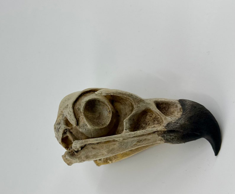 May include: A close-up of a bird skull with a black beak. The skull is white and has a textured surface.