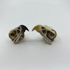 May include: Two bird skulls with different coloured beaks. One skull has a black beak and the other has a yellow beak. Both skulls are white and have a rough texture.