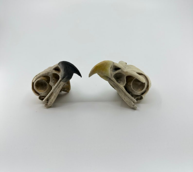 May include: Two bird skulls with different coloured beaks. One skull has a black beak and the other has a yellow beak. Both skulls are white and have a rough texture.