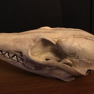 Grey fox skull replica image 4