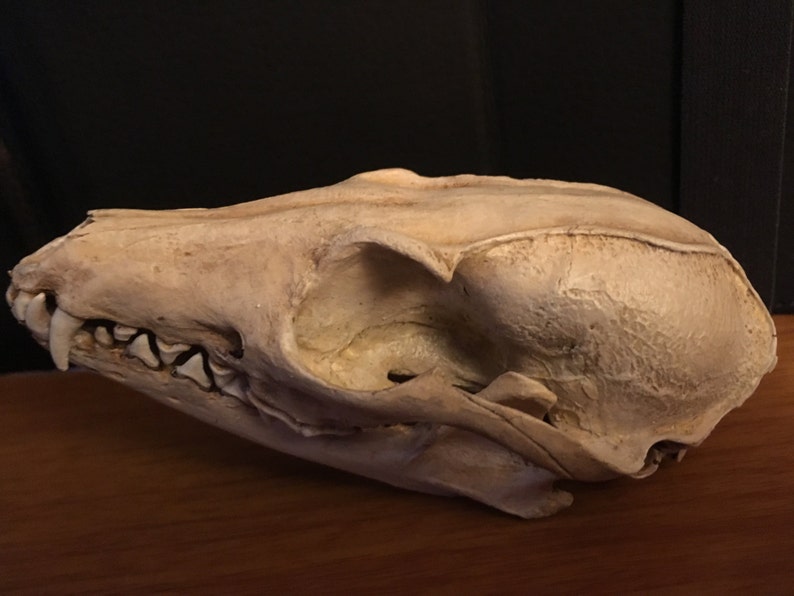 Grey fox skull replica image 4