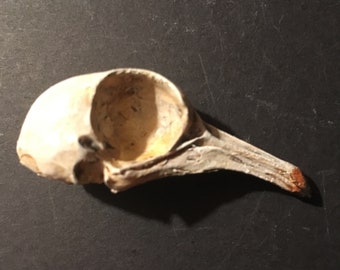 Pigeon skull replica