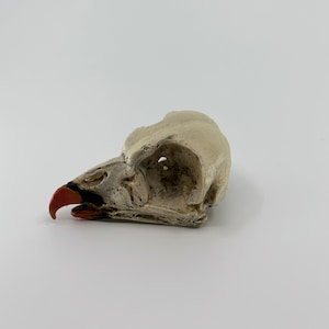 Vulture skull replica