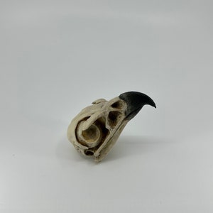 May include: A white bird skull with a black beak. The skull is facing to the right and the beak is pointing up.
